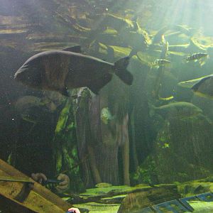 Mar. 2013-Amazon Flooded Forest