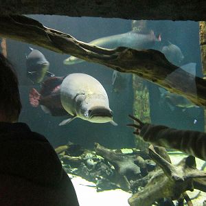 Mar. 2013-Amazon Flooded Forest - Arapaima