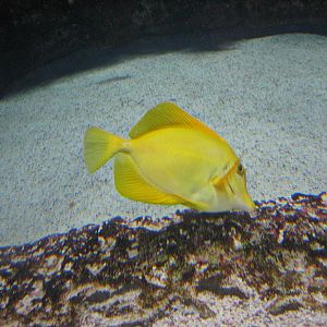 Mar. 2013-Coral Reef - Yellow Tang