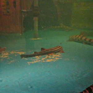 Mar. 2013-Shark Central - Pyjama + Leopard Sharks