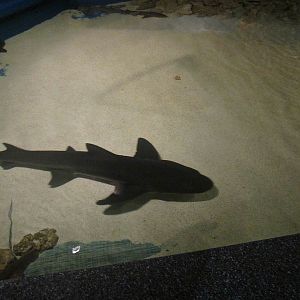 Mar. 2013-Shark Central - Spotted Gully Shark - Bruce