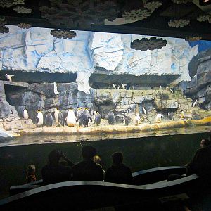 Mar. 2013-Penguin Palooza