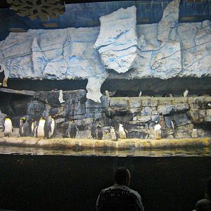 Mar. 2013-Penguin Palooza