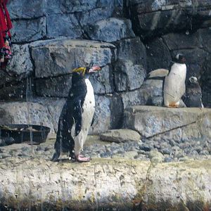 Mar. 2013-Penguin Palooza - Macaroni + Gentoo Penguins