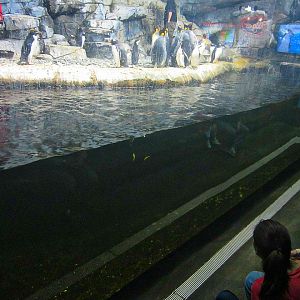 Mar. 2013-Penguin Palooza - Pool