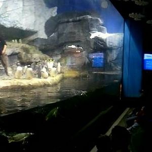 Mar. 2013-Penguin Palooza