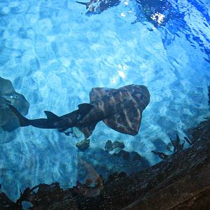 Mar. 2013-Shark Top - Shark Ray - Sweat Pea