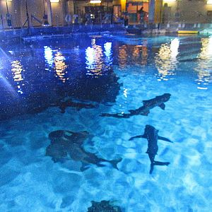 Mar. 2013-Shark Top - Shark Ray + Sandbar Shark + Sand Tiger Shark