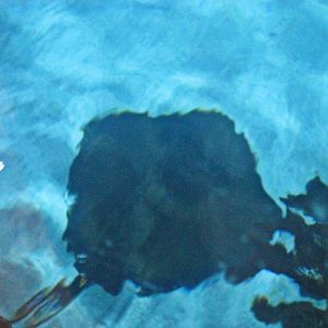 Mar. 2013-Shark Top - Southern Stingray