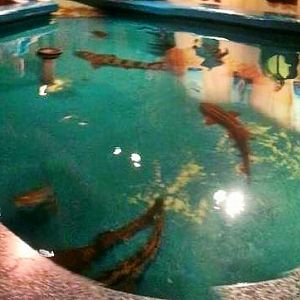 Mar. 2013-Shark Central