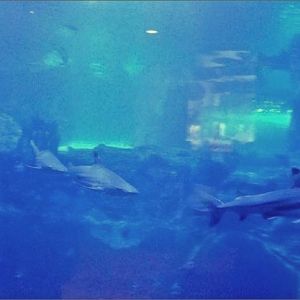 Mar. 2013-Surrounded by Sharks - Blacktip Reef Sharks