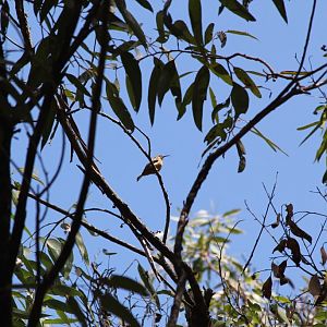Eastern Spinebill juvenile (Acanthorhynchus tenuirostris)