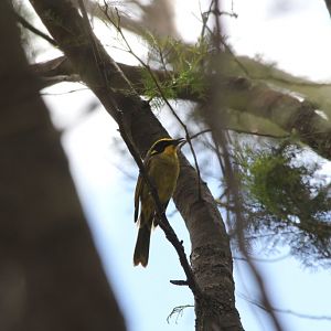 Yellow-tufted Honeyeater (Lichenostomus m. melanops)