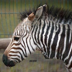 Benni the young hartmann,s zebra