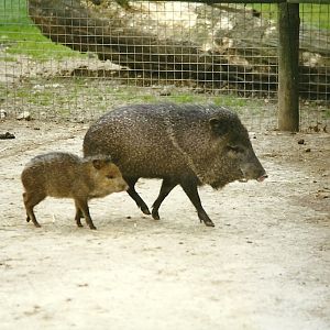 Collared Peccaries 8th August 1998