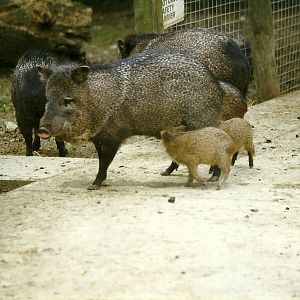 Collared Peccaries 8th August 1998