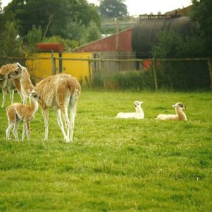 Guanacos 8th August 1998