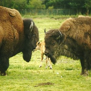 American Bison 8th August 1998