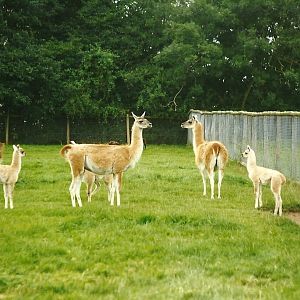 Guanacos 8th August 1998