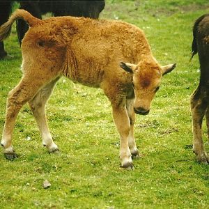 American Bison calf 8th August 1998