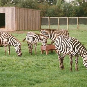 Zebra Paddock 10th October 1998