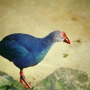 Purple Gallinule 10th October 1998
