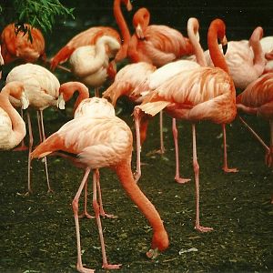 Flamingos 10th October 1998