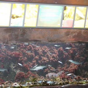 Atlantic Ocean aquarium