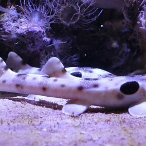 baby epaulette sharks