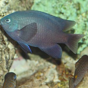 unknown tropical saltwater-fish