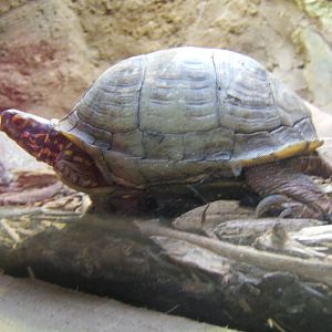 Eastern Box Turtle(Terrapene carolina bauri)