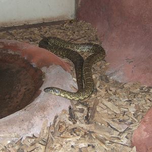 Florida Kingsnake(Lampropeltis getula floridana)