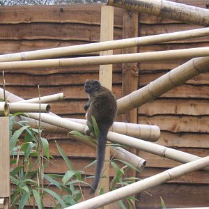 Aloatran Gentle Lemur