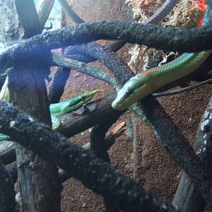 Rhinoceros Ratsnake and Red-tailed Racer