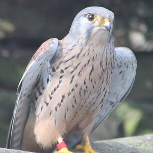 European kestrel