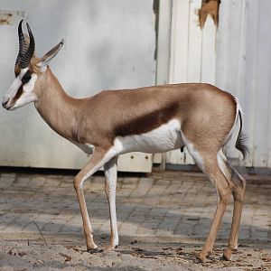 springbok