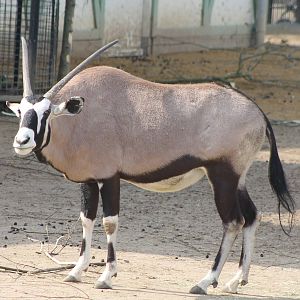 south african oryx or gemsbok
