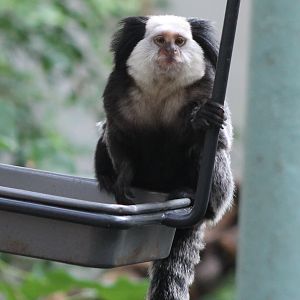white-fronted marmoset