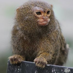 pygmy marmoset