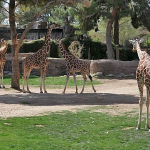 our entire giraffe herd