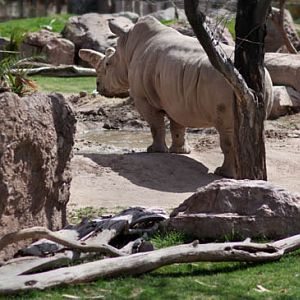 female white rhino