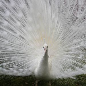 white peacock
