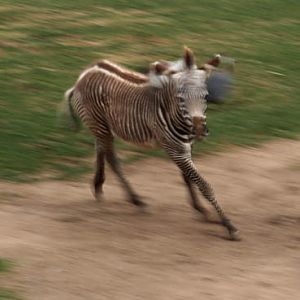 grevy zebra foal