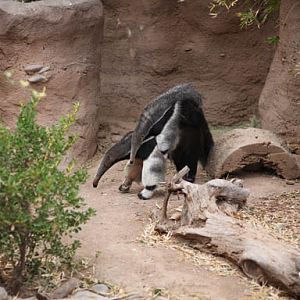 baby anteater riding on mom