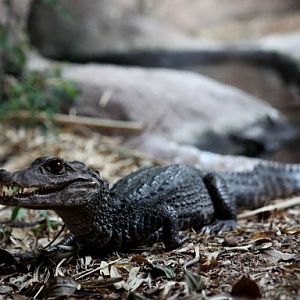 dwarf caiman