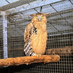 Malayan fish owl