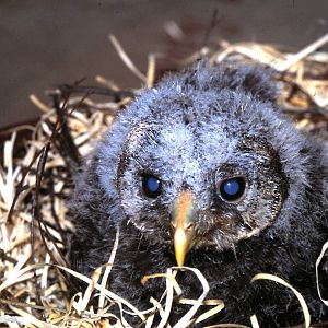 Ural owl baby
