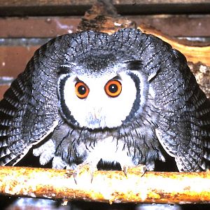 white-faced scop owl