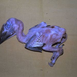 dead nestling of the trumpeter hornbill