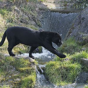Black jaguar Pele